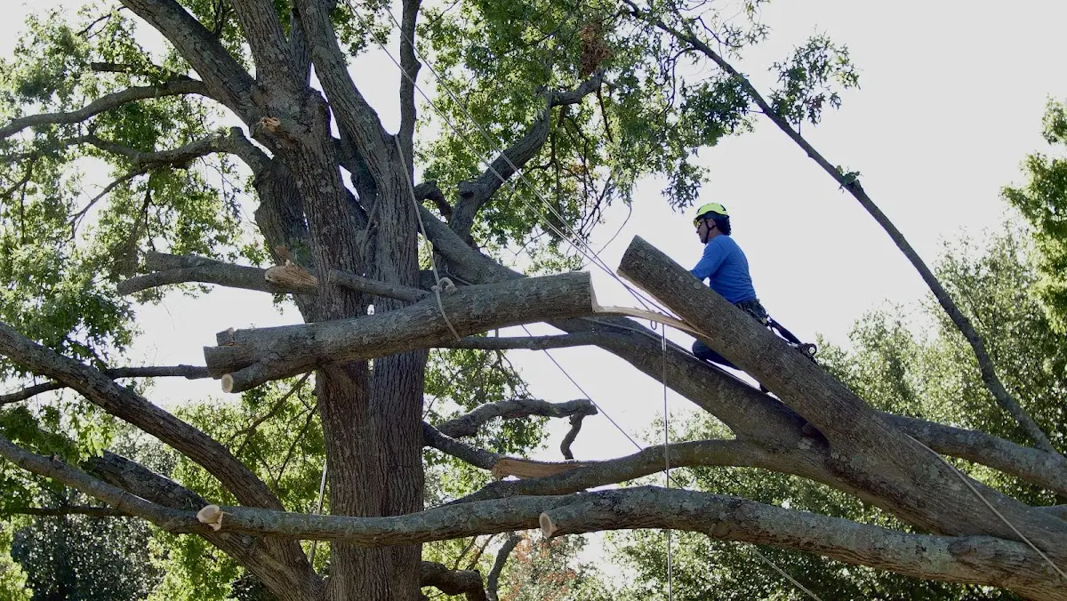 Professional Hazardous Tree Removal performed by certified arborists in Warners